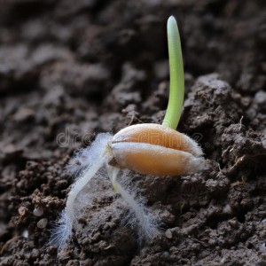 В Таганроге разработали технологию обработки семян, которая позволит повысить всхожесть в пять раз.